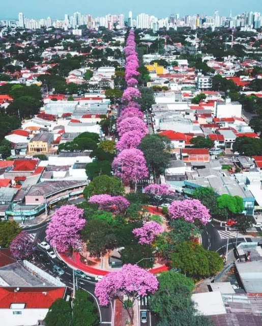 Florada dos ipês