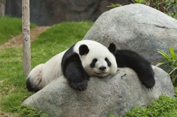 http://www.zooatlanta.org/1212/panda_cam#ff_s=rH8HO 