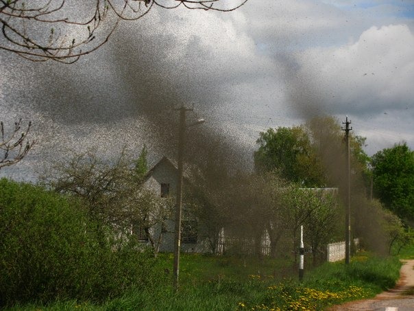 Huge swarms of mosquitoes invade Mikoltsy