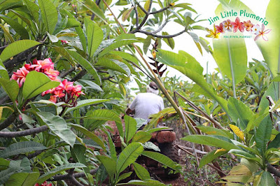 プルメリア鉢植えの販売