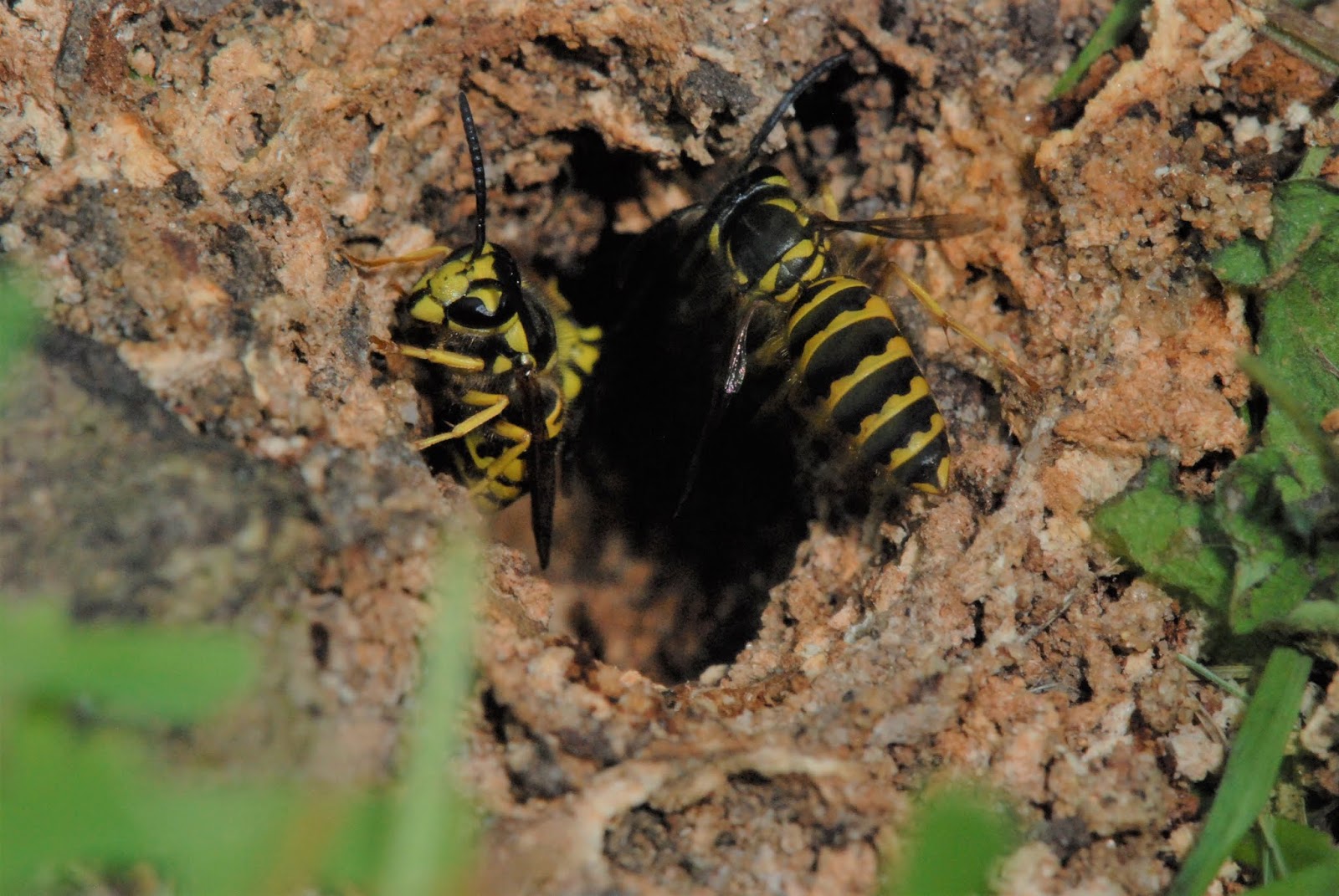 Look Out For Wasp Nests