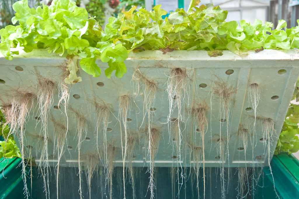 水耕栽培植物的方法 營養液怎麼調 如何施肥 園藝部落格 Igarden 花寶愛花園園藝文摘plus