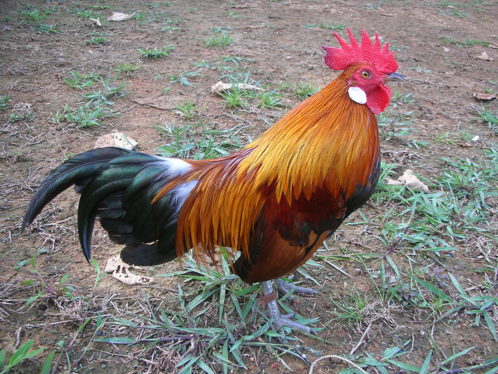  Gambar  Denak Ayam  Hutan Pikat Ade Gambar  Bagus di Rebanas 