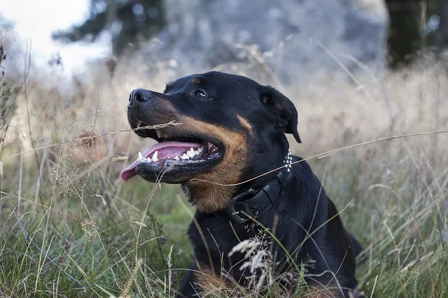 Giới thiệu về giống chó Rottweiler