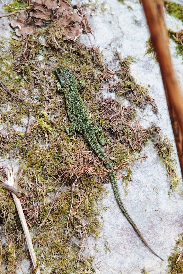 LEZARD VERT (Lacerta bilineata)  Fontainebleau (C) 2016 Greg Clouzeau