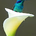 Gorgeous Bird and Flower