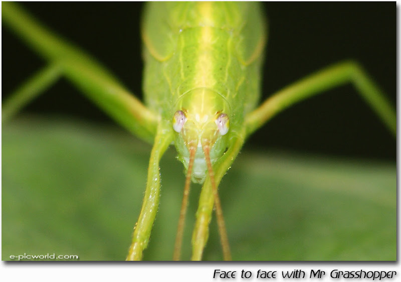 Face to face with Mr Grasshopper picture