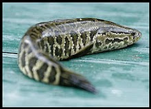 Ikan