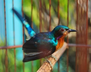 Tips Jitu Perawatan Burung Kolibri Ninja Bakalan Agar Cepat Gacor
