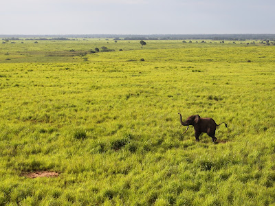 african wildlife natural scene