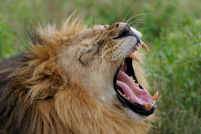 African Animals - African Lions