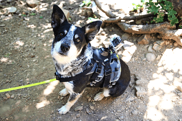Tips for Choosing the Best Dog Harness