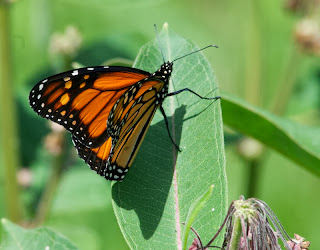 Monarch butterfly (Danaus plexippus)