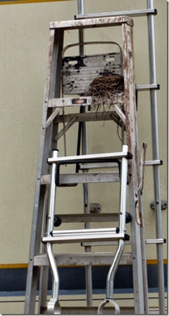 A resident's ladder