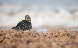 Josh Jaggard, Turnstone