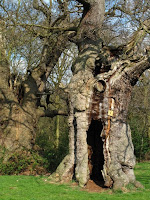 'Sentinels of the Woods' - two 500 year old oaks