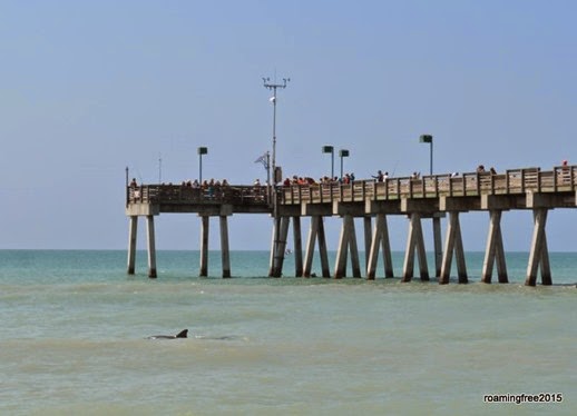 Spotted a dolphin in the water!