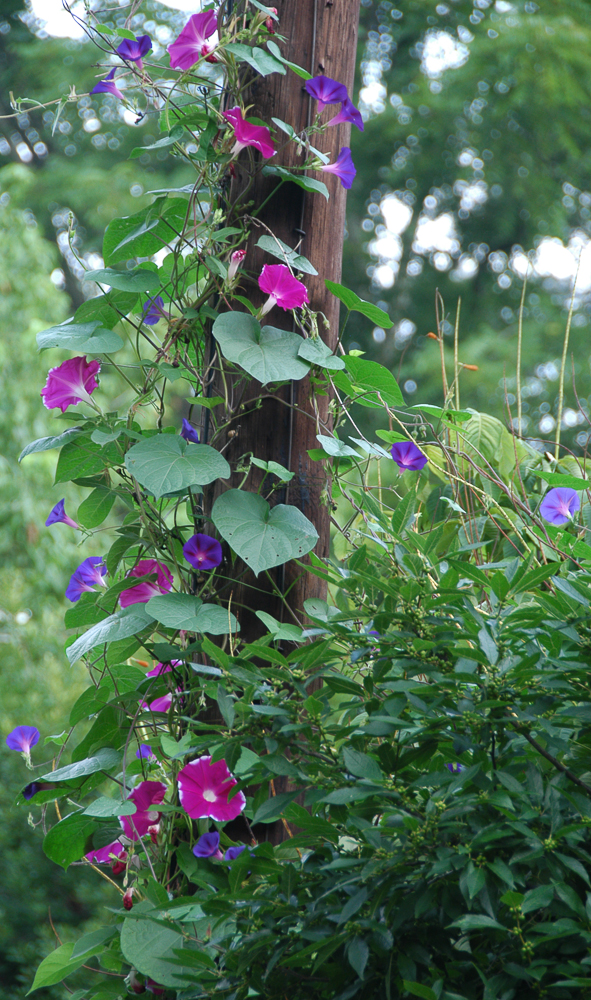 Image of Climbing Bignonia wild morning glory