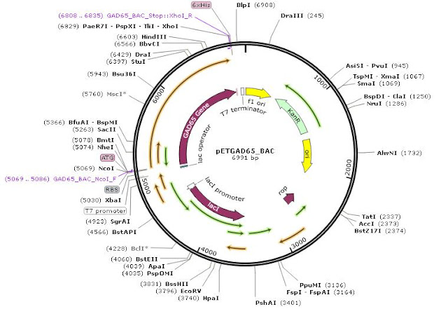 Vector map of recombinant pET-28a_GAD 65.