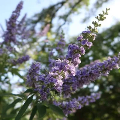 Vitex agnus-castus / ⴰⵏⴳⴰⵔⴼ | ⴱⵓⵎⴻⵏⵜⴻⵏ // angarf | bumenten / Gattilier, arbre au poivre, agneau chaste /كف مريم أو شجرة إبراهيم