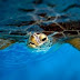 Sea turtle films self, becomes YouTube sensation