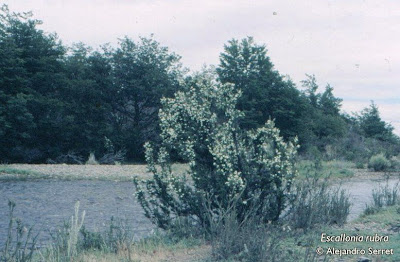 Sietecamisas Escallonia rubra