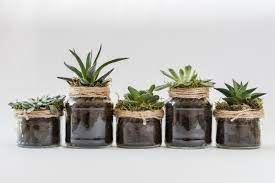 Pode plantar suculentas em vaso de vidro?