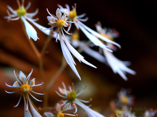 Saxifraga cortusaefolia