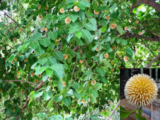 Photo of the day - 27th July - The tree that wanted me to know it