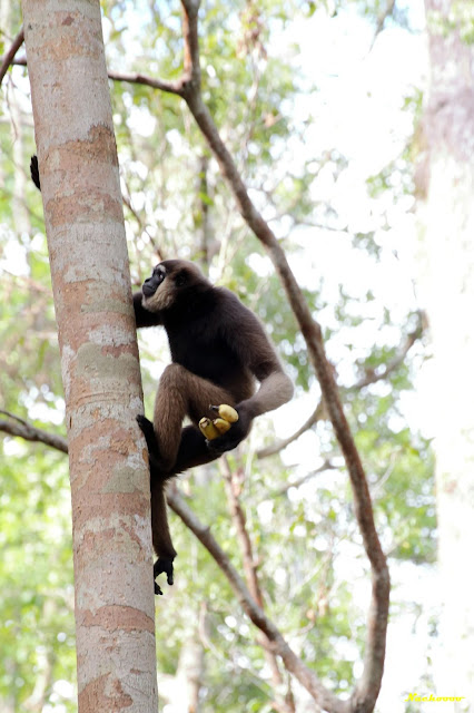 Orangutanes, volcanes y un poquito de Bali - Blogs de Indonesia - 05-08-19. Segundo día con los orangutanes. (4)