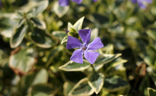 Vinca Major Variegata