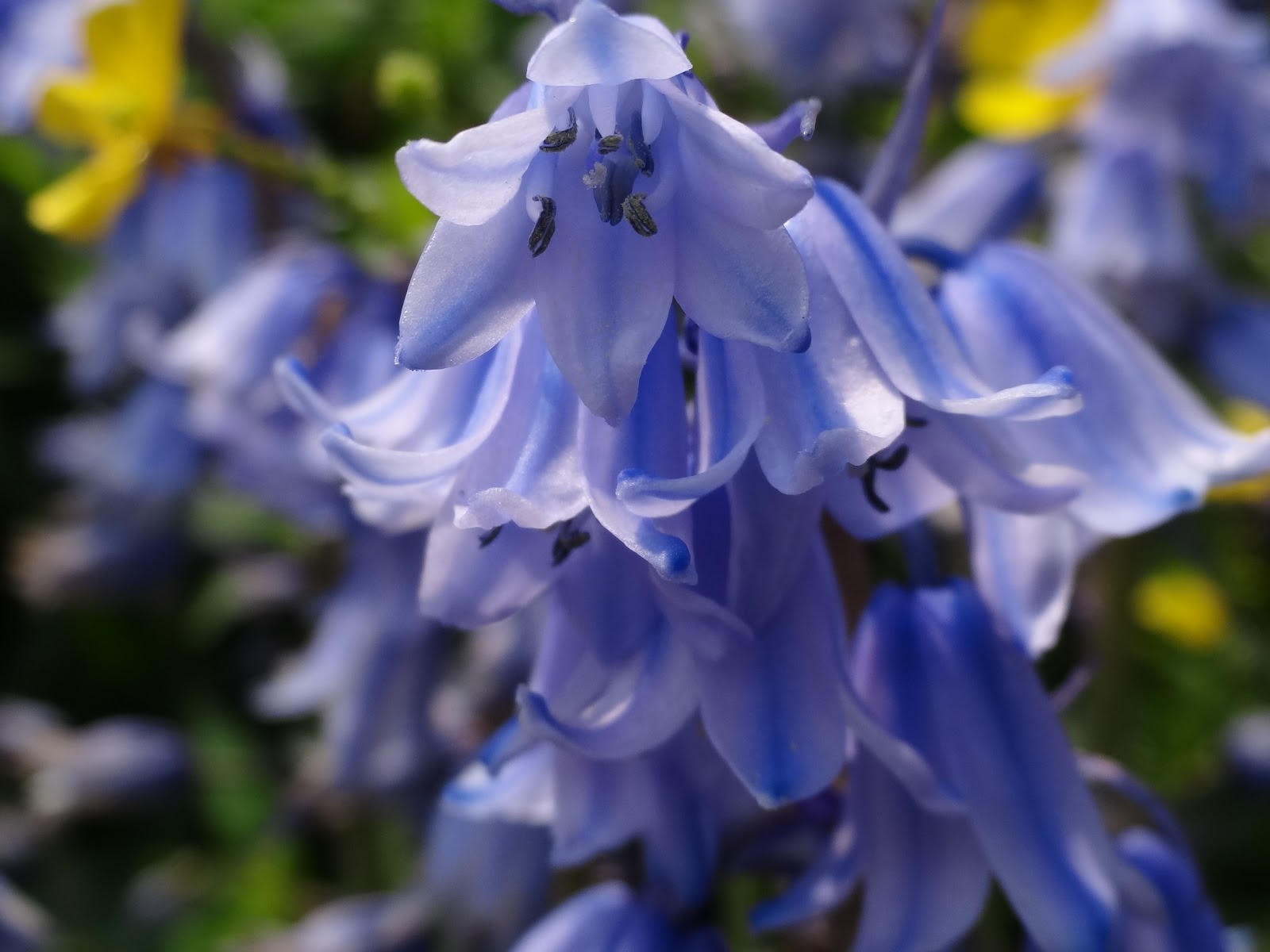 和の花だより シラー カンパニュラータ 爽やかなブルーの花 球根つりがね水仙