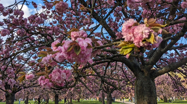 Hanami 18h45