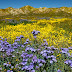 California is poised for a wildflower superbloom here's how travellers can catch it