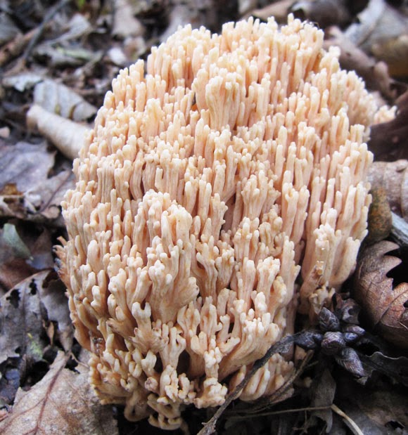 mushroom-shaped coral