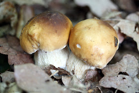 Cèpe de Bordeaux (boletus edulis)