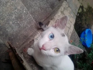 A Cat with Two different colored eyes