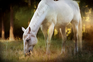 horse photography