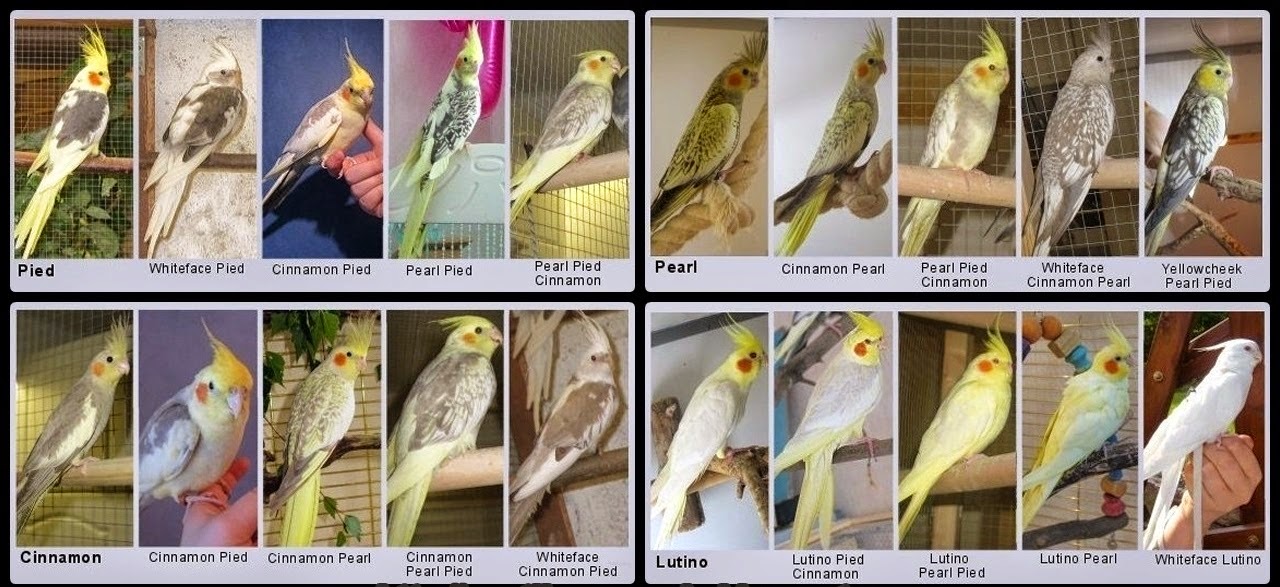 Mengenal Burung  Falk  Cockatiel Beserta Jenis  jenisnya 