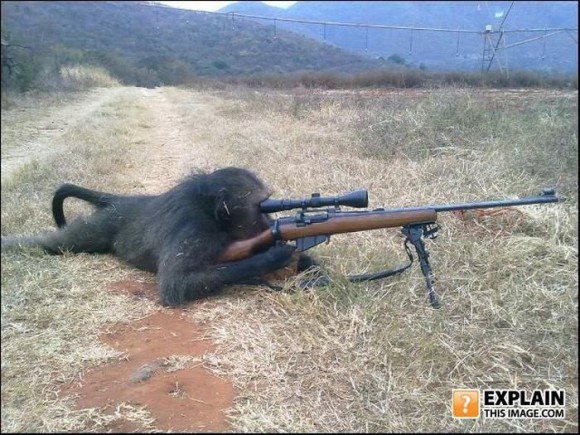 foto unik monyet penembak jita