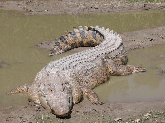 Crocodylus porosus