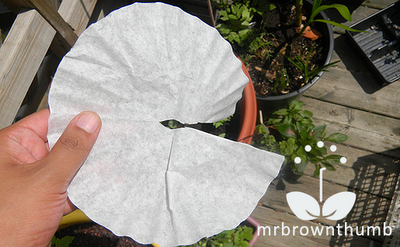 coffee filter drainage cover for upside down pepper planter