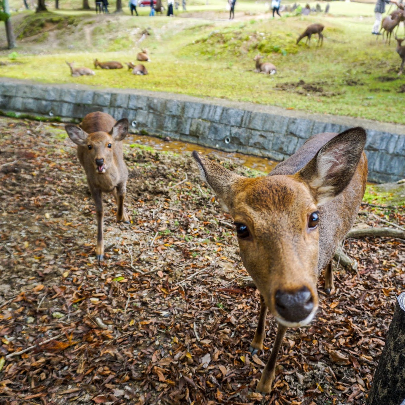 https://www.littlemissedna.com/2019/12/japan-day-2.html