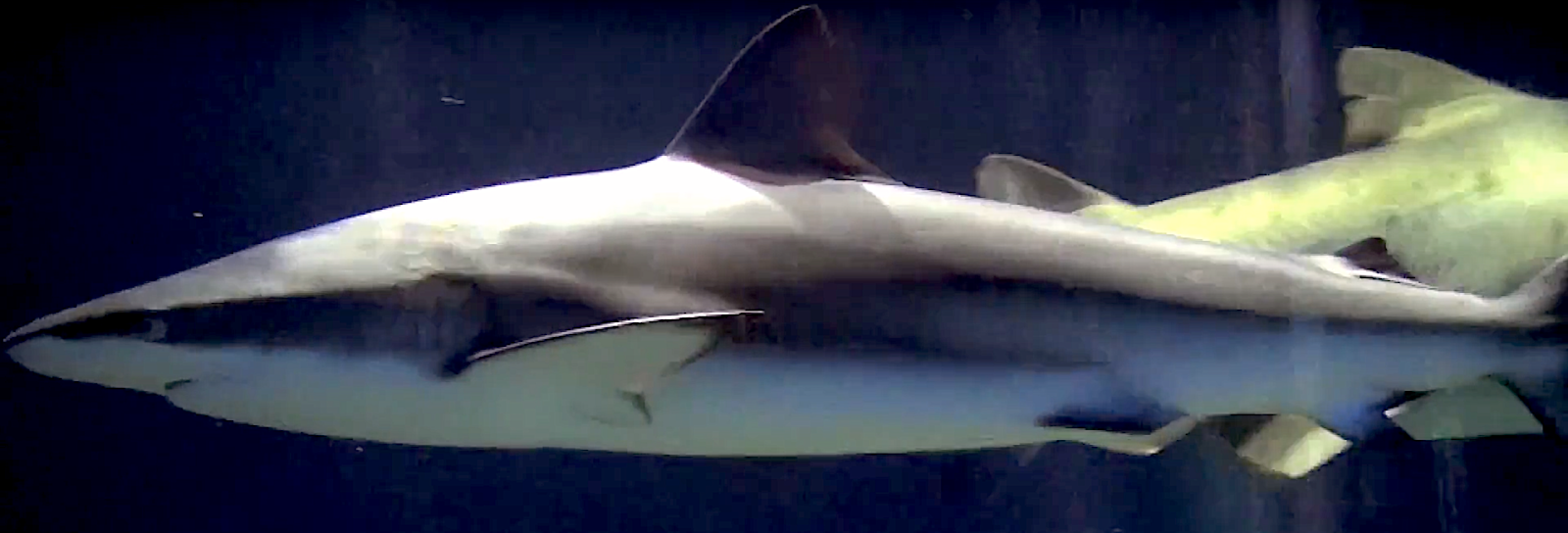 Aquarium Movies Japan Archive 生きている魚図鑑 ドタブカ Dusky Shark Carcharhinus Obscurus