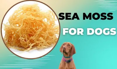 Sea moss for dogs: The Essential Guide