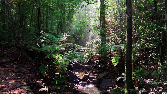 Sinharaja Forest Reserve