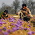 Saffron From INDIA