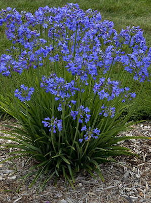 Agapanthus Galaxy Blue - Galaxy Blue Lily of the Nile care