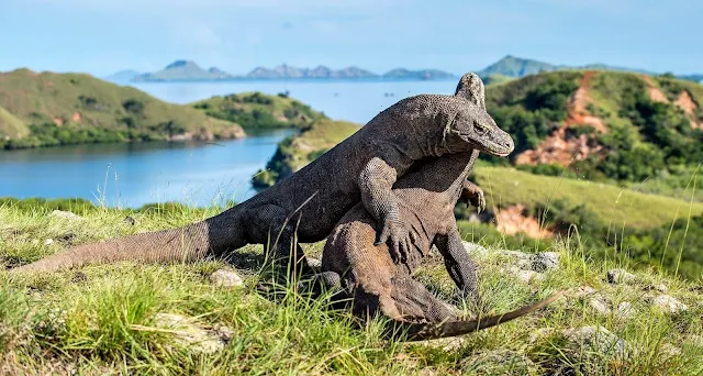 Komodo bukan hanya tentang buaya darat Komodo saja. Ada juga pantai berwarna pink, spot diving yang menantang, dan pemandangan Pulau Padar yang mempesona