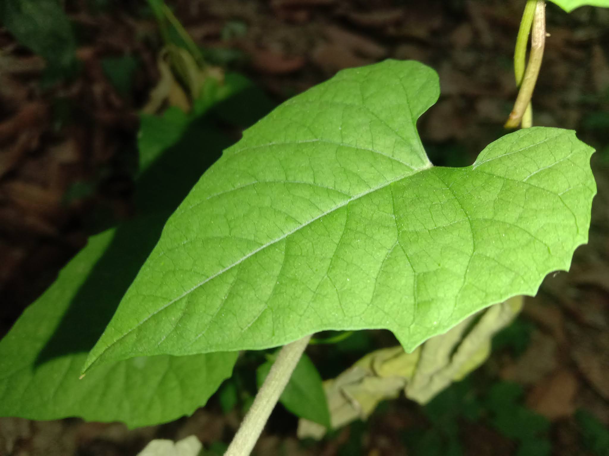 Leaf picture | HD 4k nature beautiful wallpaper image download copyright free | yourdream